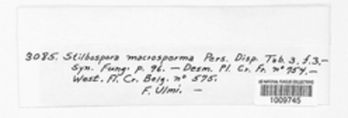 Stilbospora image